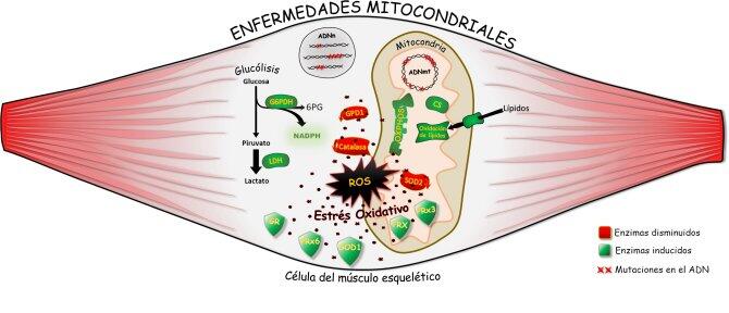 Distintas enfermedades mitocondriales convergen en la misma huella metabólica: el daño oxidativo de las proteínas