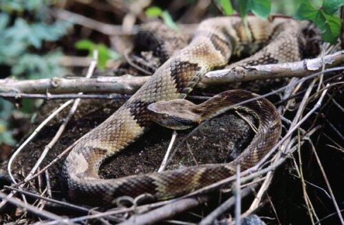 Un compuesto vegetal ayuda a paliar los efectos de la mordedura de serpiente