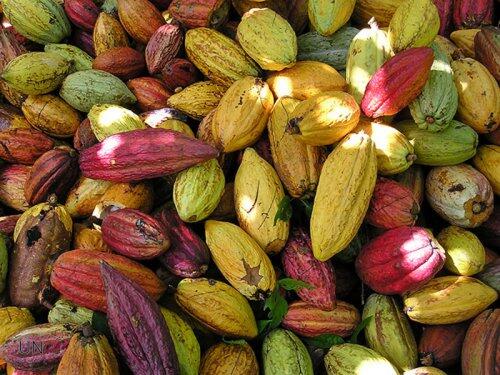 El cacao se domesticó 1.500 años antes de los que se pensaba y en Sudamérica, no en Centroamérica