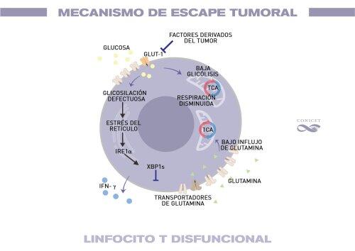 ¿Por qué el cáncer de ovario frustra la respuesta inmunológica?