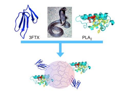 Nanopartículas para tratar mordeduras de serpiente