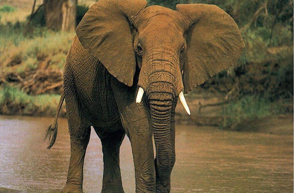 El elefante africano es el mamifero terrestre de mayor tamaño