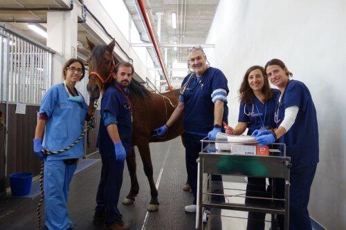 Validan una aplicación para móviles que permite hacer electrocardiogramas a los caballos