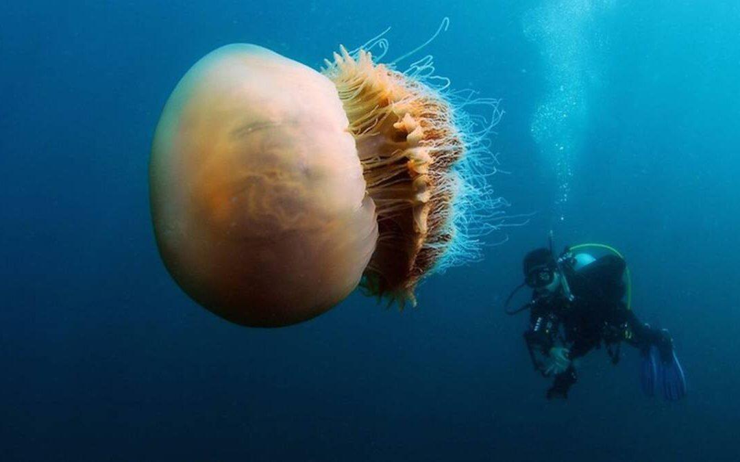 La medusa más peligrosa del mundo está en la costa australiana (Cubozoos o Box jellyfish).