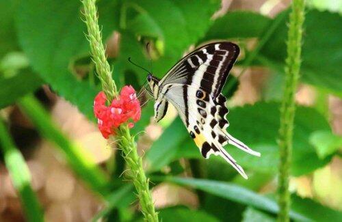 Esta espectacular mariposa ha sido descubierta en una isla de Fiyi