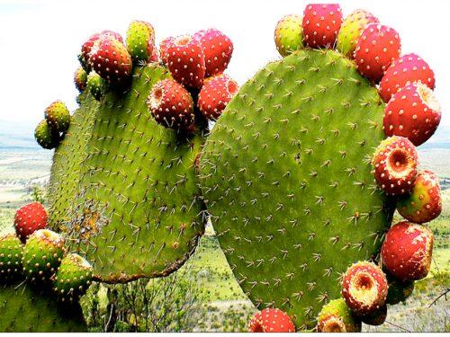 nopal