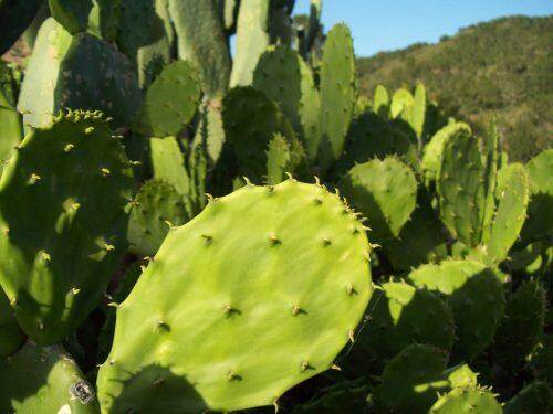 nopal051309_2