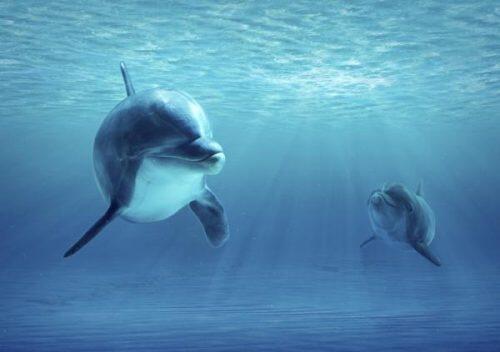 que_comen_los_delfines_y_donde_viven_1728_600