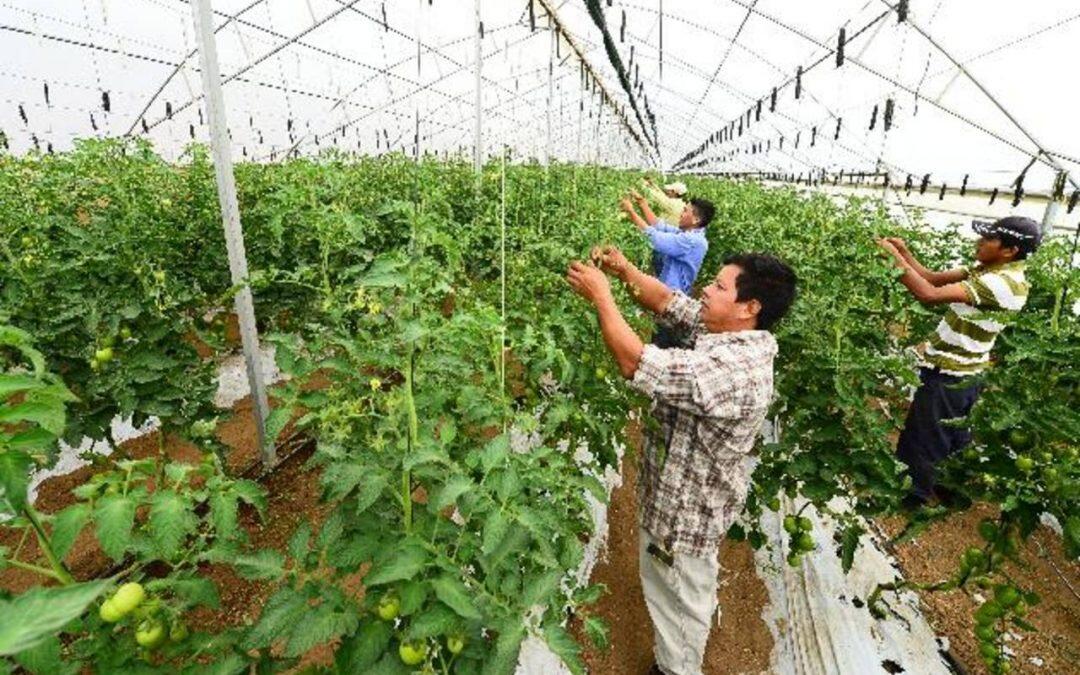 La aplicación GeoFarmer ayuda a los agricultores