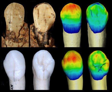 Los neandertales compartían rasgos dentales con otras especies humanas