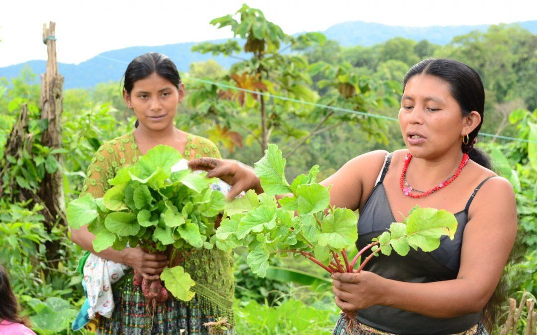 La agricultura orgánica  y la agroecología