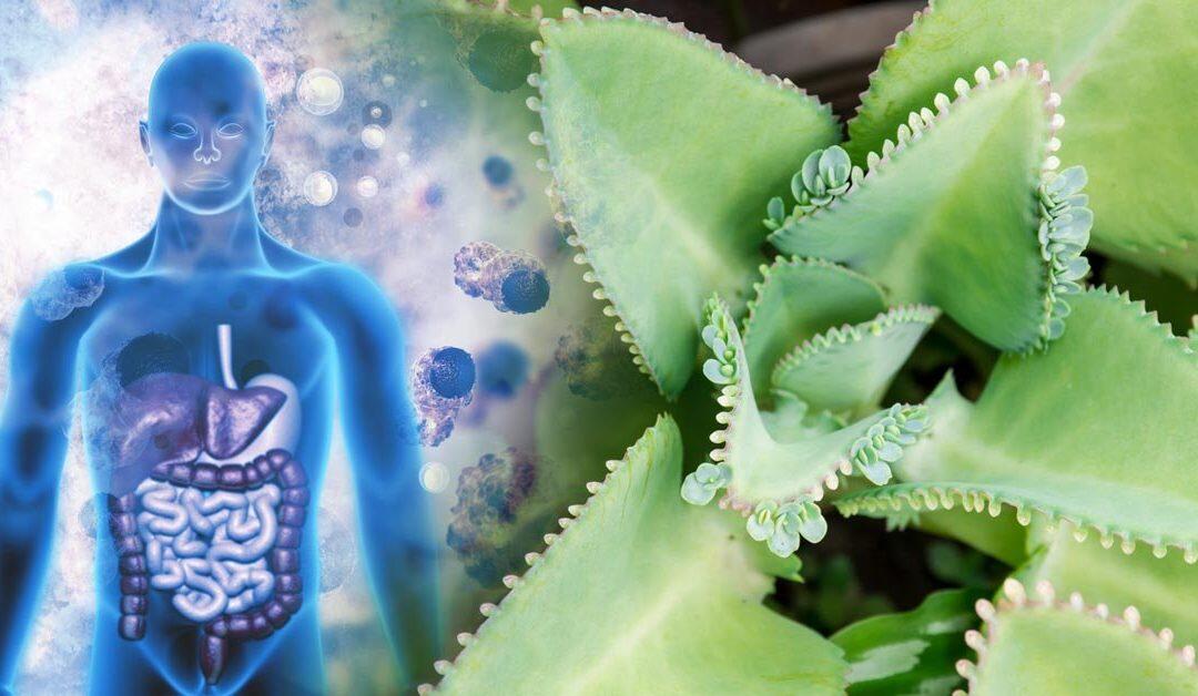 Planta con poder anti cáncer y para tratar tumores