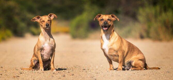 Demostrada en perros la eficacia de un insecticida oral contra la leishmaniasis