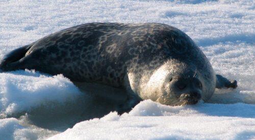 ecologia-de-la-foca-ocelada-o-anillada