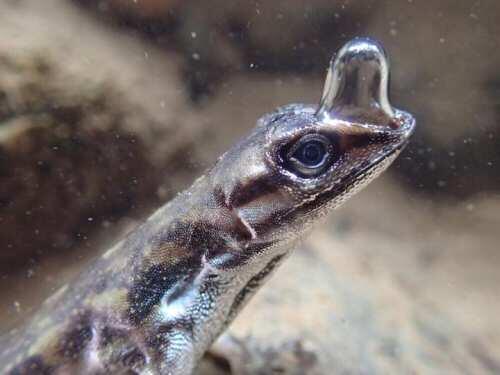 Un lagarto es capaz de permanecer 16 minutos bajo el agua para escapar de los depredadores