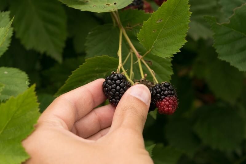 La planta conocida como “milagrosa” que equilibra las hormonas y adelgaza 2 kg por semana