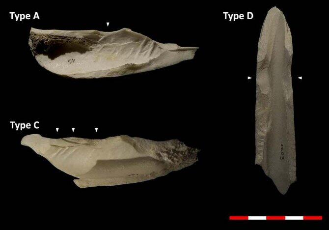 Inteligencia artificial para saber cómo se acumulan los restos de fauna en los yacimientos