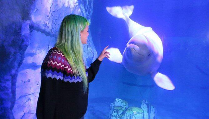 Las madres beluga enseñan a sus crías un ‘nombre de familia’