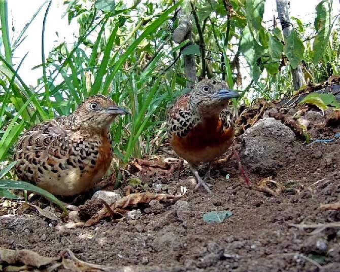 El último reducto de un pájaro