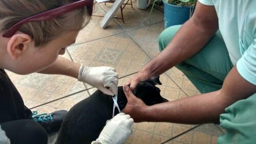 Una nariz electrónica puede evitar el sacrificio innecesario de perros sospechosos de leishmaniasis