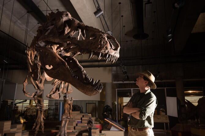 Scientists reveal largest Tyrannosaurus rex skeleton