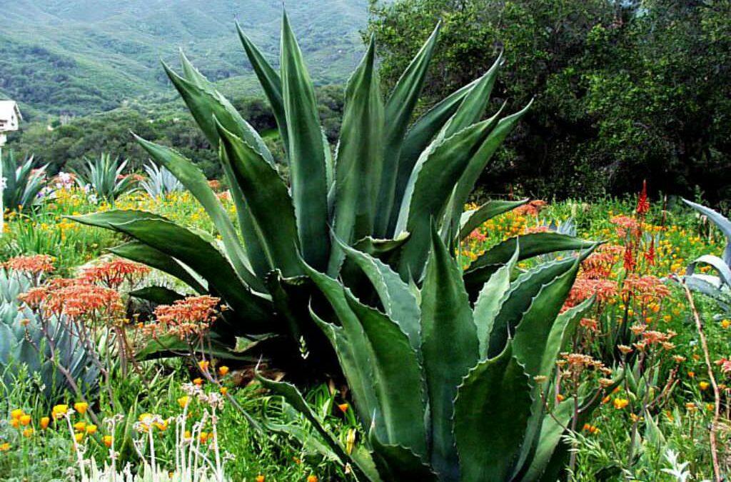 El residuos del agave salmiana!!