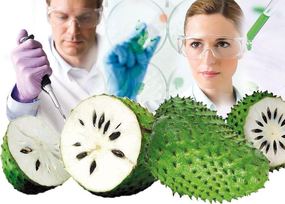 Graviola o guanabana , la fruta maravillosa