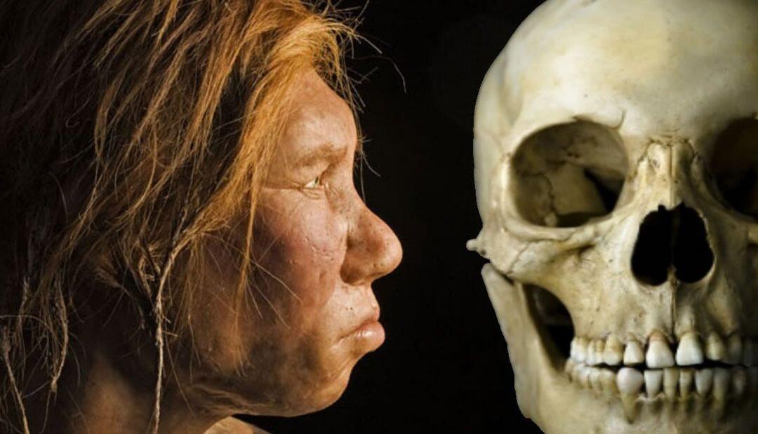 Científicos recrean cráneo del ancestro del Homo Sapiens en reconstrucción 3D virtual