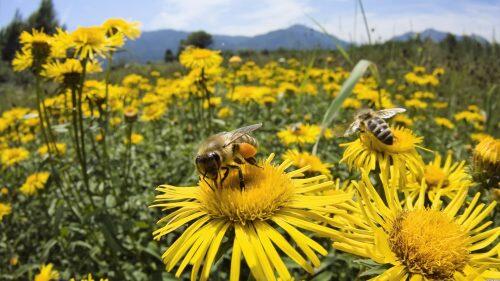 polinizacion_abejas