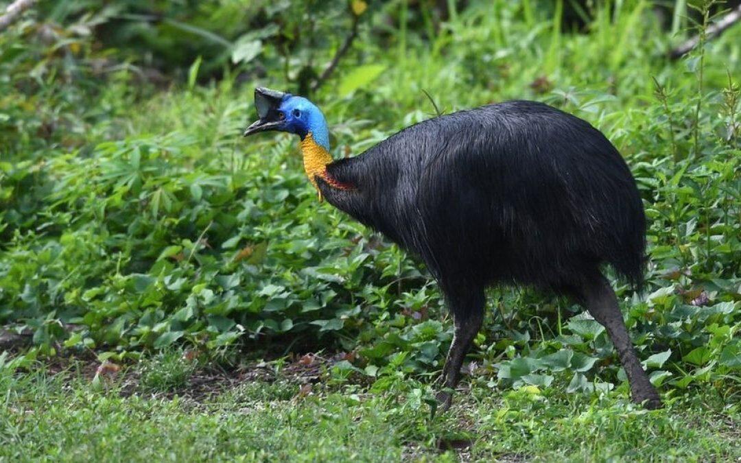 Casuario, el peligroso pájaro que mató a su cuidador en Florida