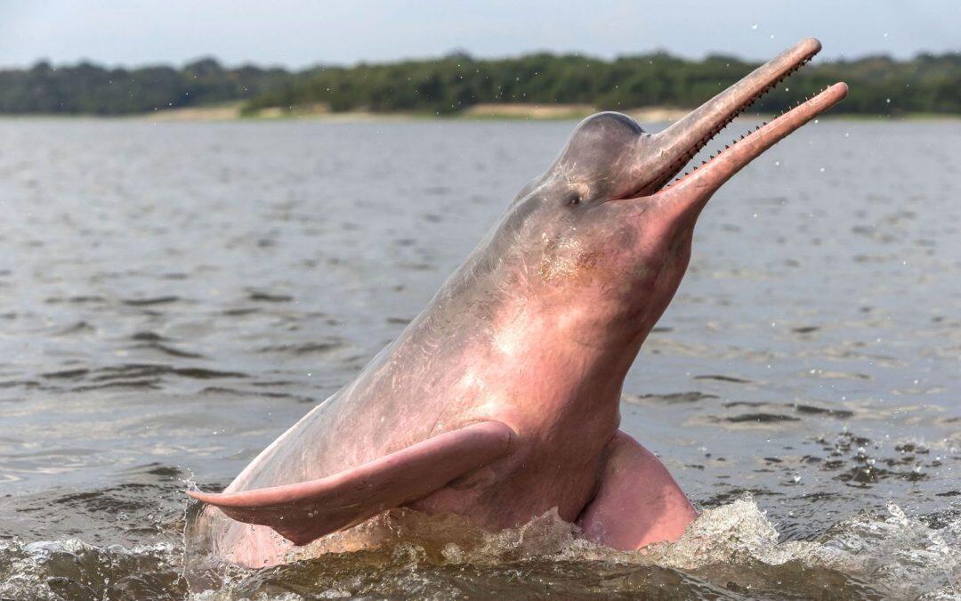 Los delfines de río se  conversan !!! 