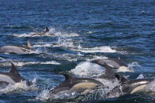 4808_los-delfines-del-oceano-indico-tienen-niveles-de-contaminantes