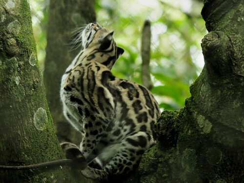 Los gatos silvestres bajo el afecto de  los cambios en los bosques nativos !!