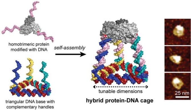 Programmable ‘Legos’ of DNA and protein building blocks create novel 3D cages