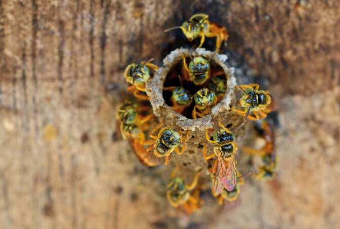 Especies de abejas prometedoras para la búsqueda de nuevos antibióticos