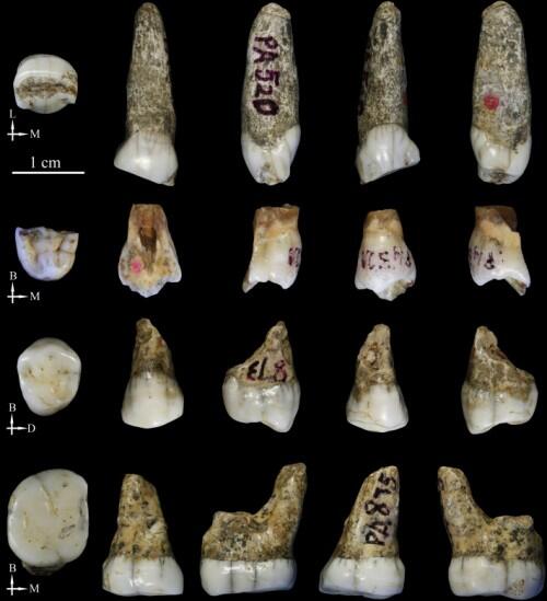 Los homínidos de Tongzi podrían ser una nuevo linaje humano en Asia