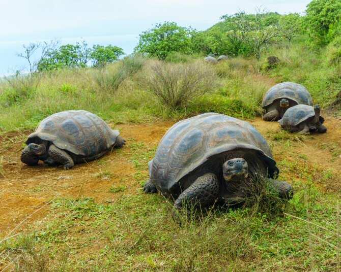 Las tortugas gigantes, migran  contra  el cambio climático!!