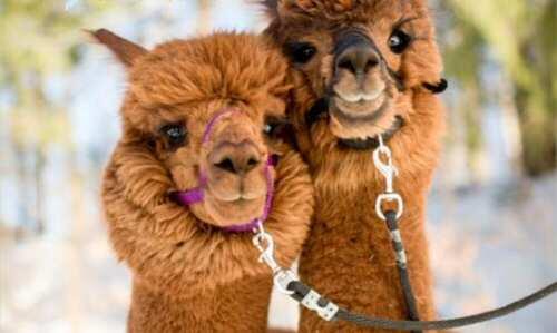 Las alpacas tienen la llave para abrir la terapia CART a los tumores sólidos