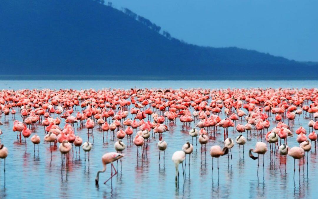 Se “muere” el lago Nakuru en Kenia, famoso por sus flamencos!!!!