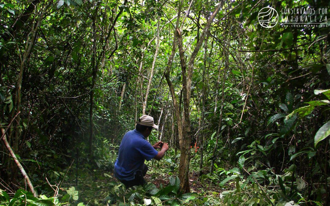 Cuando empeza la reforestacion en América Latina!!