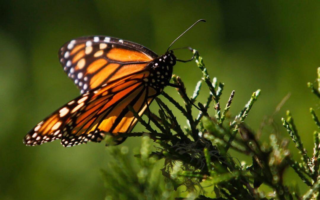 Especies comunes de mariposa declinan un 33 por ciento en 21 años