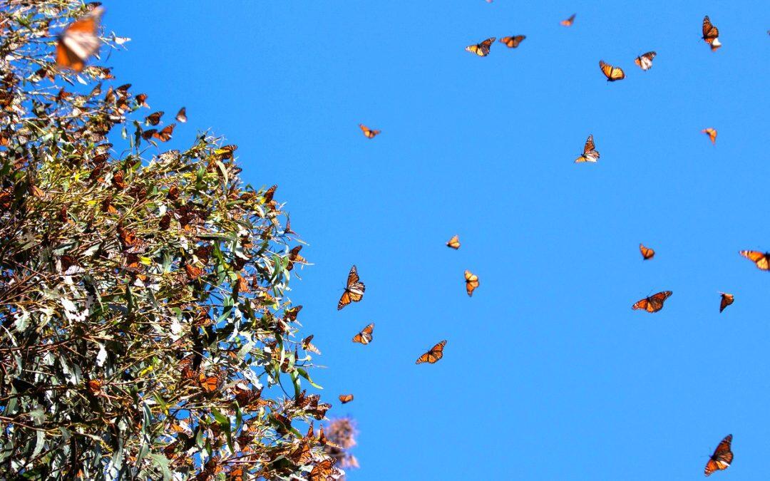 La migración de la mariposa monarca y su función polinizadora están en peligro.