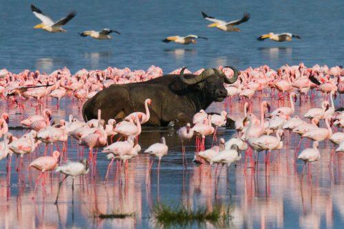 bufalo-lago-nakuru