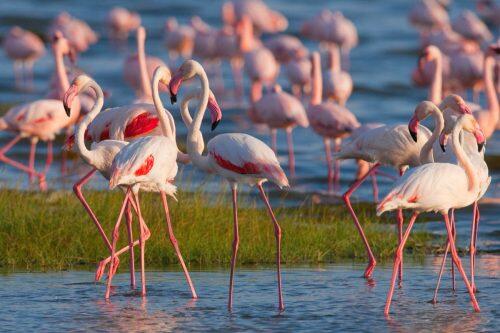 flamencos-lago-nakuru