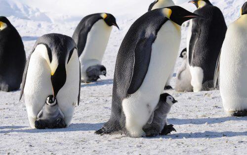 El fallo reproductivo catastrófico, de una colonia masiva de pingüinos