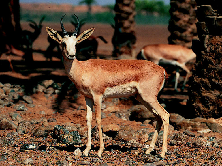 حيوان الرنة يحب أكل الموز