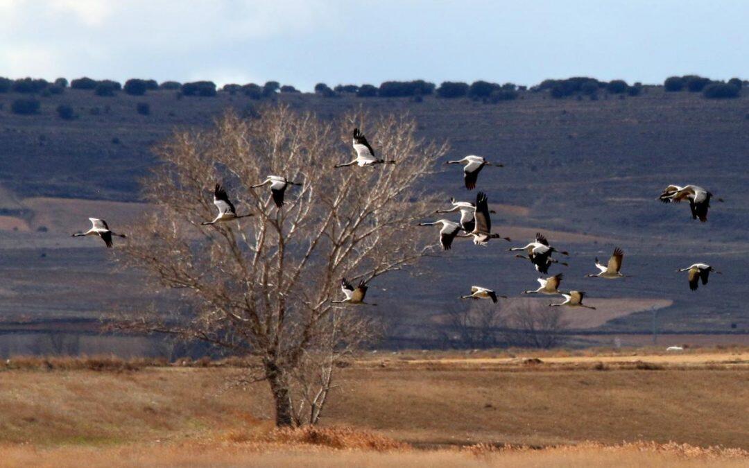 En el Día Mundial de las Aves Migratorias, el milagro es verdadero  !!