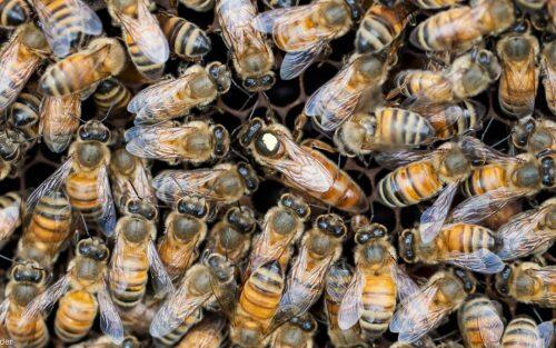 13-Workers-with-Queen-Bee-2-1080x675