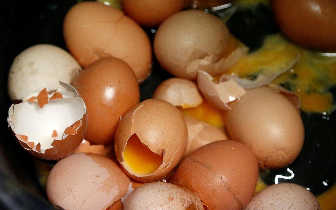 محارق النفايات البلاستيكية…ملوِّثات عضوية ثابتة في بيض الدجاج