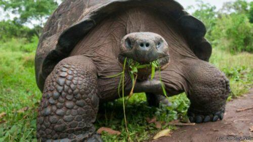 150528154408_the_truth_about_giant_tortoises_512x288_tuideroynpl